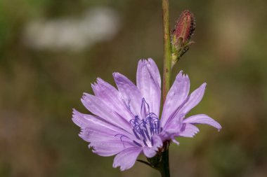 Çiçek açan pembe hindiba çiçeğini kapat (cichorium intybus)