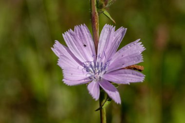 Çiçek açan pembe hindiba çiçeğini kapat (cichorium intybus)