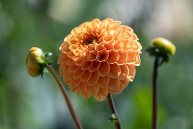 Çiçek açmış bir portakal dalyasını kapat.