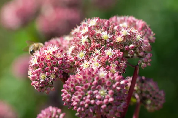 Close Sedum Fabaria Sedum Telephium Fabaria Flowers Bloom — Stock Photo, Image