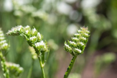 Makro dalgalı deniz lavantası (limonyum sinuatum) çiçeği.