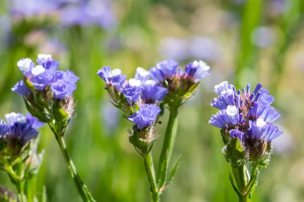 Makro Strzał Liści Lawendy Morskiej Limonium Sinuatum Kwiaty Rozkwicie — Zdjęcie stockowe