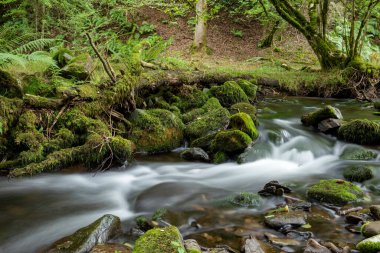 Somerset 'teki Horner Ormanı' ndan akan Horner Nehri 'nde uzun süre su baskını olmuş.