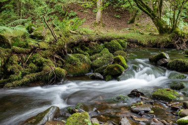 Somerset 'teki Horner Ormanı' ndan akan Horner Nehri 'nde uzun süre su baskını olmuş.