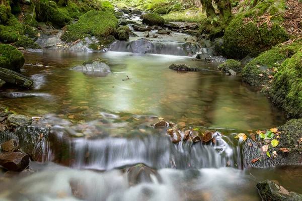 Horner Water Joki Virtaa Somersetin Horner Metsän Läpi — kuvapankkivalokuva