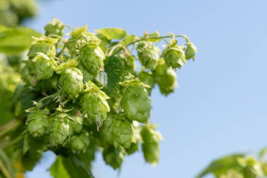 Yaygın hoplama (humulus lupulus) çiçeklerine yaklaş