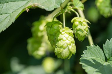 Yaygın hoplama (humulus lupulus) çiçeklerine yaklaş