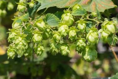 Yaygın hoplama (humulus lupulus) çiçeklerine yaklaş
