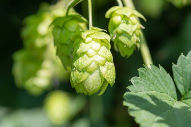 Yaygın hoplama (humulus lupulus) çiçeklerine yaklaş