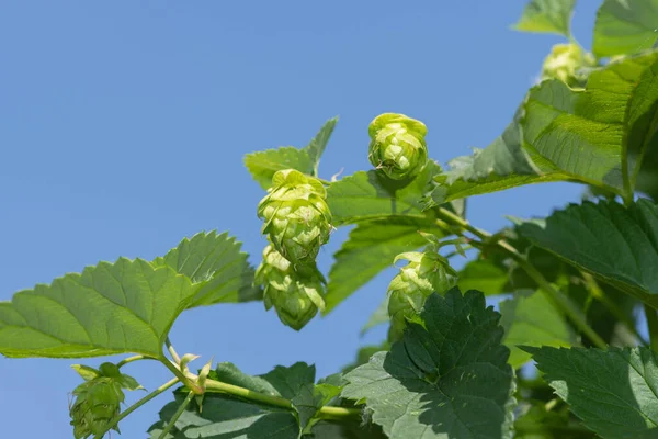 Закрыть Цветки Обыкновенного Хмеля Humulus Lupulus — стоковое фото