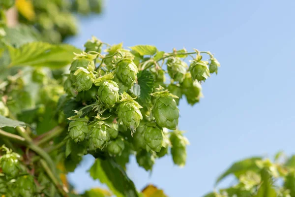 Закрыть Цветки Обыкновенного Хмеля Humulus Lupulus — стоковое фото