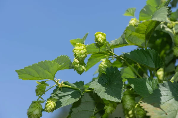 Закрыть Цветки Обыкновенного Хмеля Humulus Lupulus — стоковое фото