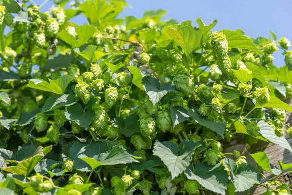 Gros Plan Fleurs Houblon Commun Humulus Lupulus — Photo