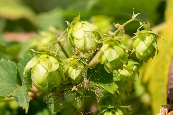 Close Common Hop Humulus Lupulus Flowers — Stock Photo, Image