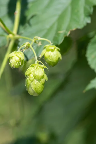 Close Flores Comuns Lúpulo Humulus Lupulus — Fotografia de Stock