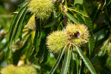 Ağaçtaki tatlı kestanelere (kastanea sativa) yaklaş