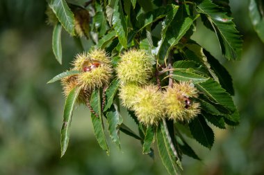 Ağaçtaki tatlı kestanelere (kastanea sativa) yaklaş
