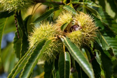 Ağaçtaki tatlı kestanelere (kastanea sativa) yaklaş