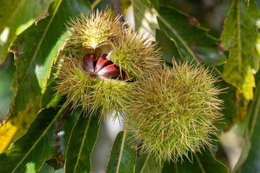Ağaçtaki tatlı kestanelere (kastanea sativa) yaklaş