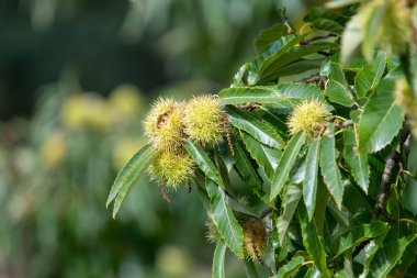 Ağaçtaki tatlı kestanelere (kastanea sativa) yaklaş