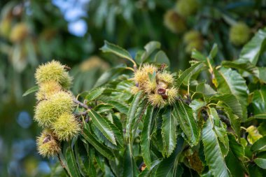 Ağaçtaki tatlı kestanelere (kastanea sativa) yaklaş