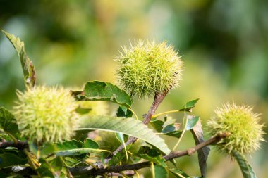 Ağaçtaki tatlı kestanelere (kastanea sativa) yaklaş