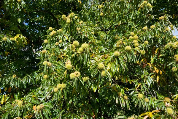 Primo Piano Castagne Dolci Castanea Sativa Sull Albero — Foto Stock