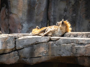 Gün batımında bir kaya yatağında dinlenen benekli sırtlan. Gün ışığı Hayvan Kürkünü dışarı çıkartıyor..