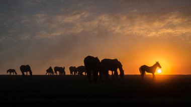Gün batımında güzel gökyüzü olan at siluetleri.