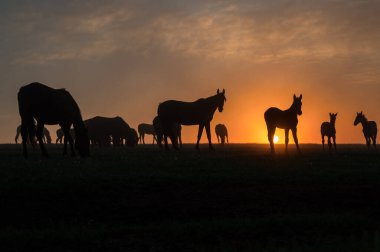 Gün batımında güzel gökyüzü olan at siluetleri.