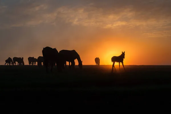 Silhouetten Von Pferden Bei Sonnenuntergang Mit Einem Schönen Himmel — Stockfoto