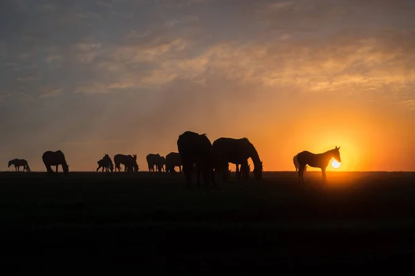 Siluetas Caballos Atardecer Con Hermoso Cielo — Foto de Stock