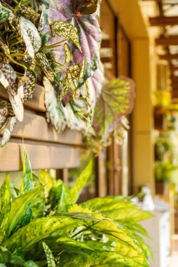 Taze yeşil çömlek fabrikaları olan bir bina duvarı. Yeşillik yeşilliklerle süslenmiş sokak kafesinin dış cephesi..