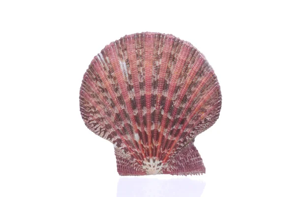 Coquille rouge — Photo