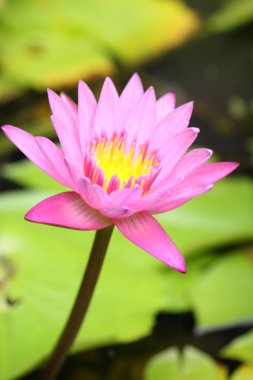 gölet üzerinde çiçek lotus çiçekleri