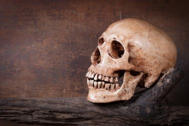 insan kafatası oturum