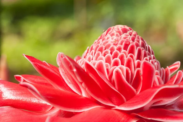 Kwiat czerwona pochodnia imbir — Zdjęcie stockowe