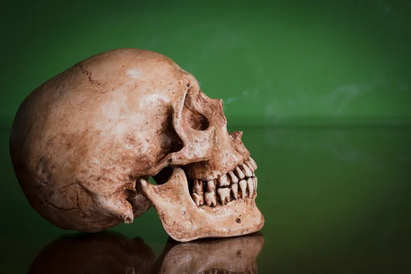 Weathered human skull — Stock Photo, Image