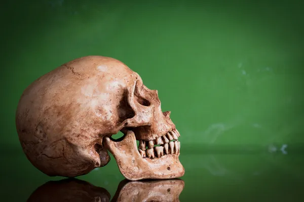 Weathered human skull — Stock Photo, Image