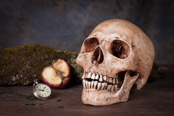 Calavera humana envejecida, Naturaleza muerta —  Fotos de Stock