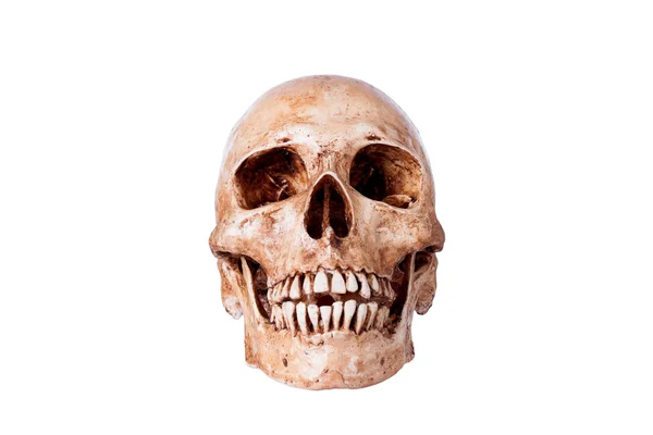 Calavera humana — Foto de Stock