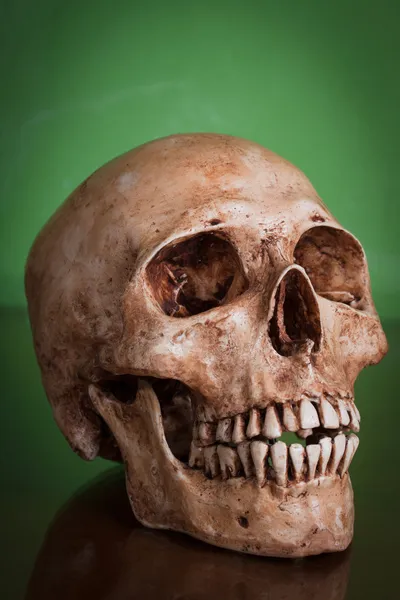 Crânio humano desgastado Imagem De Stock