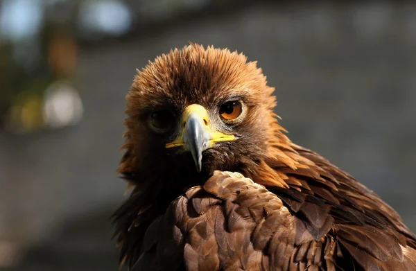 Aves de rapina-detalhes — Fotografia de Stock