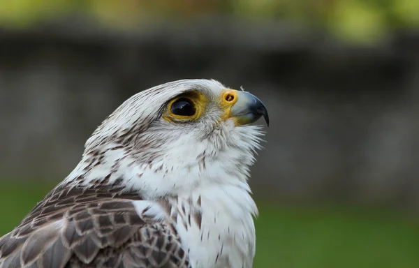 Birds of prey-details — Stock Photo, Image