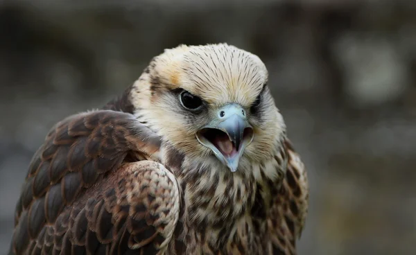 Birds of prey-details — Stock Photo, Image