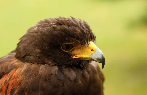 Oiseaux de proie-détails — Photo