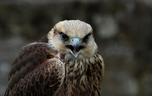 Birds of prey-details — Stock Photo, Image