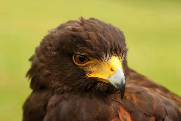 Birds of prey-details — Stock Photo, Image