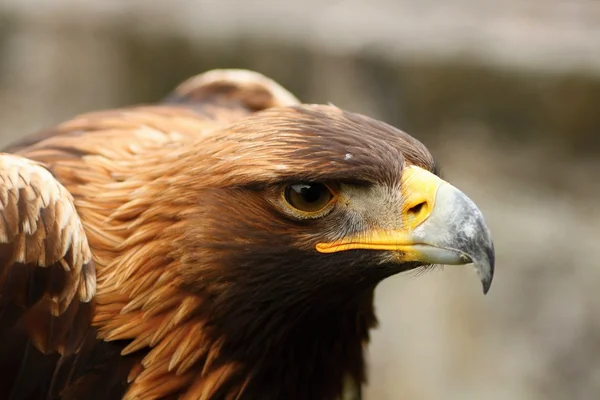 Aves de rapiña detalles —  Fotos de Stock