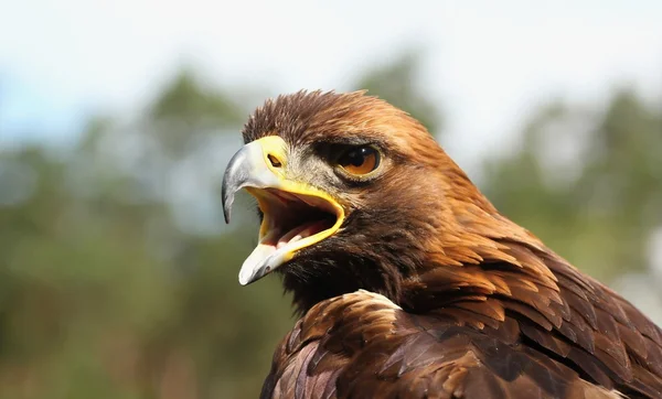 Aves de rapina-detalhes — Fotografia de Stock